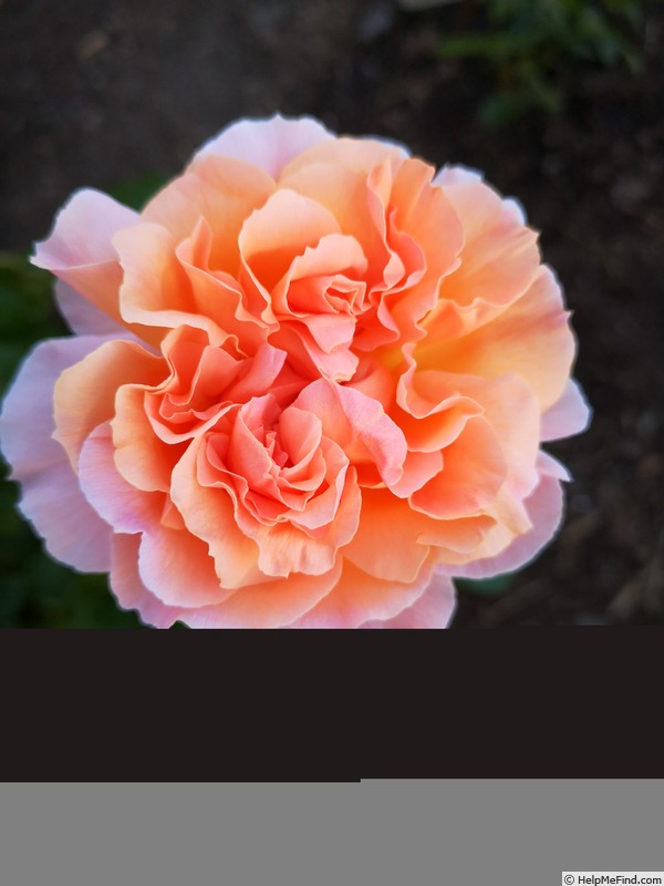 'Psyche ® (shrub, Kimura 2014)' rose, click to enlarge 'Psyche ® (shrub, Kimura 2014)' rose photo
