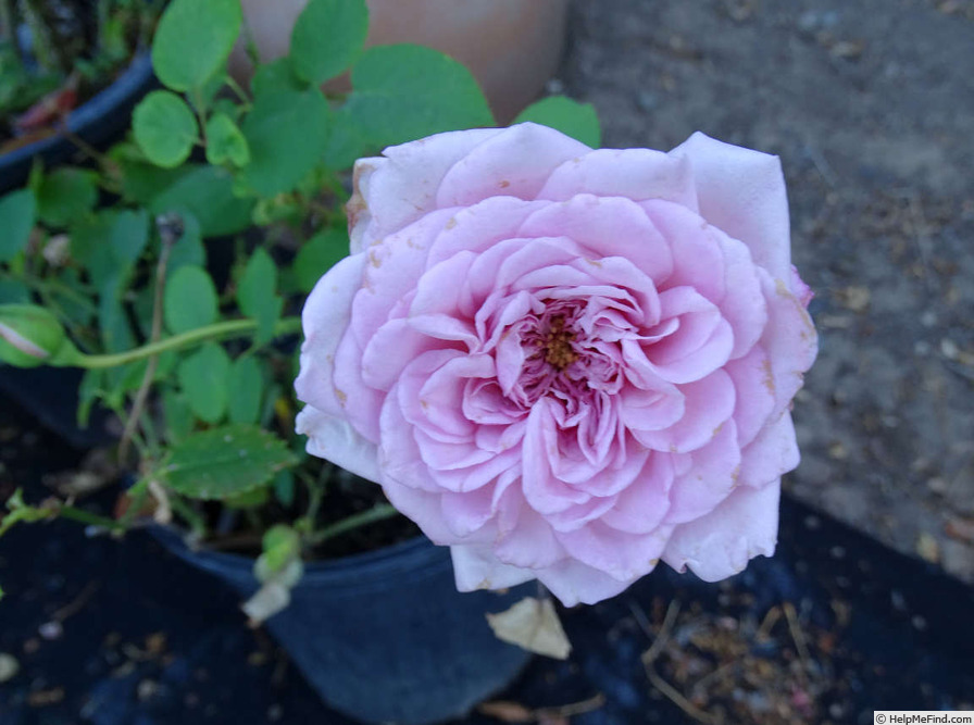 'Taischa' rose photo