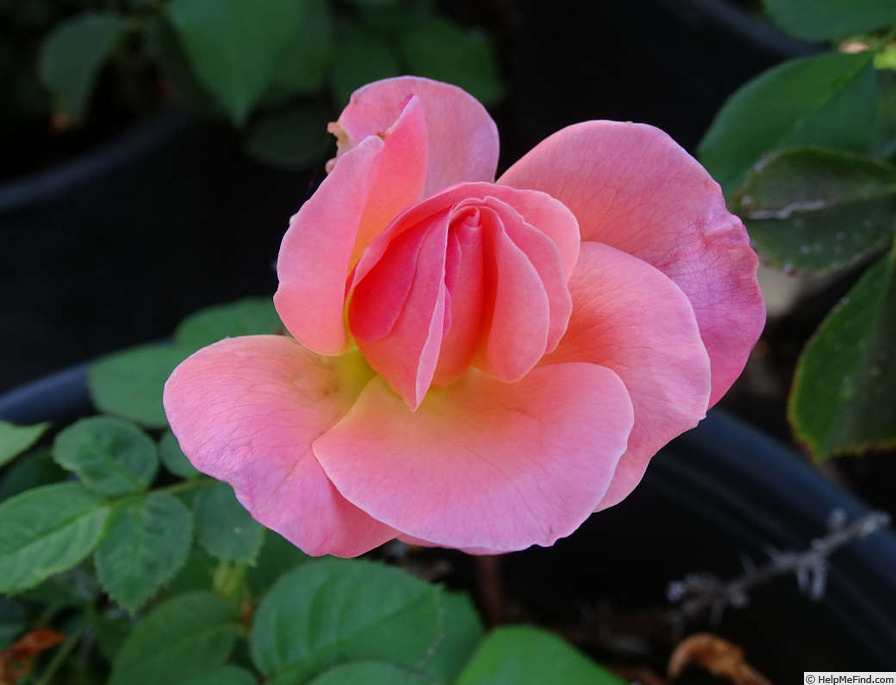 'Tallyho' rose photo
