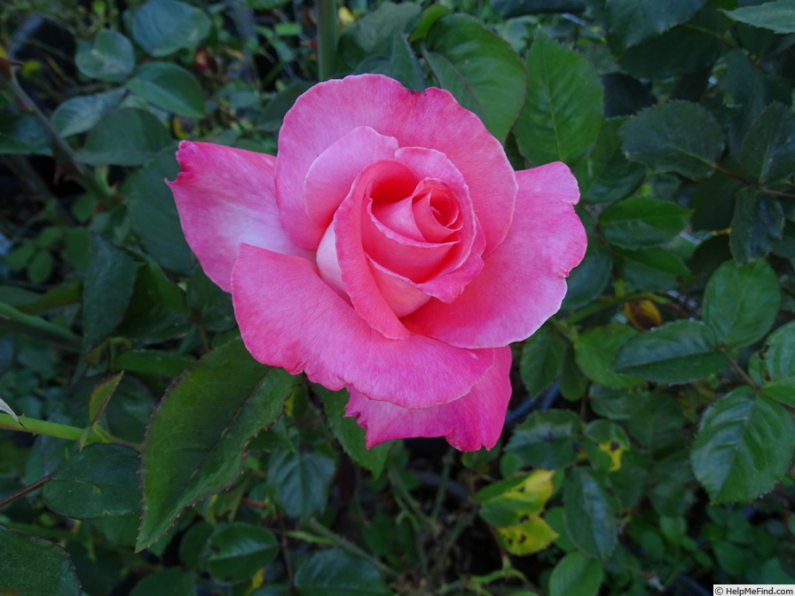 'Touch of Class ™' rose photo