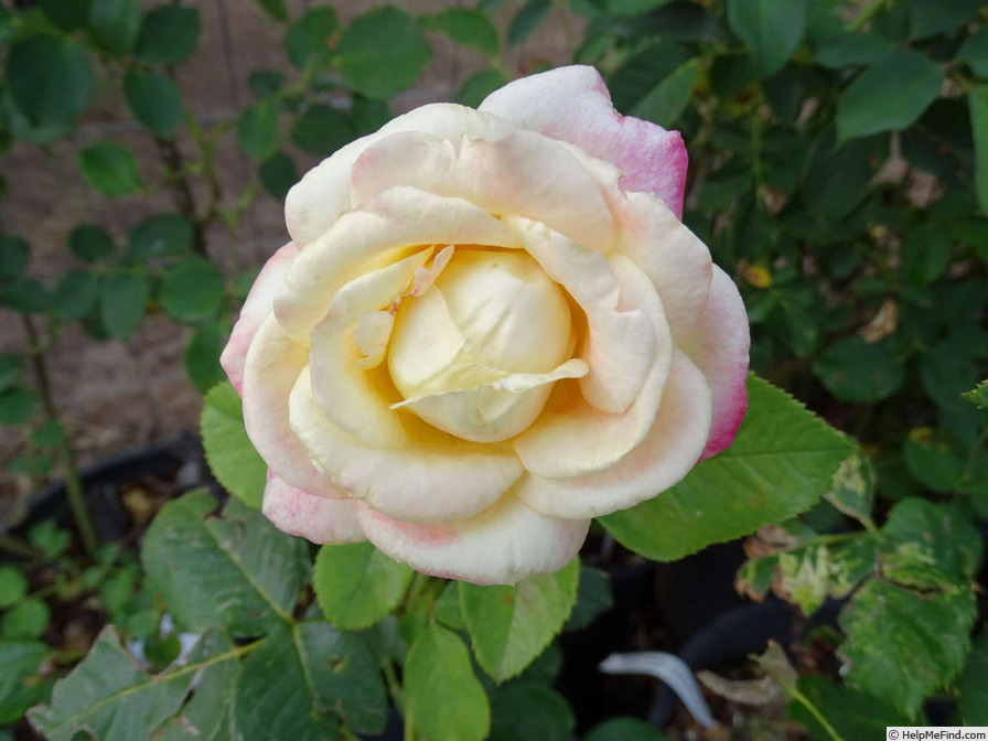 'Young Quinn ®' rose photo