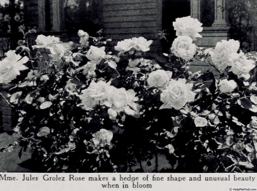 'Madame Jules Grolez' rose photo