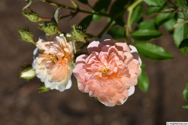 'Adeliza of Louvain' rose photo