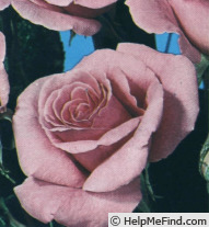 'Kalinka, Cl.' rose photo