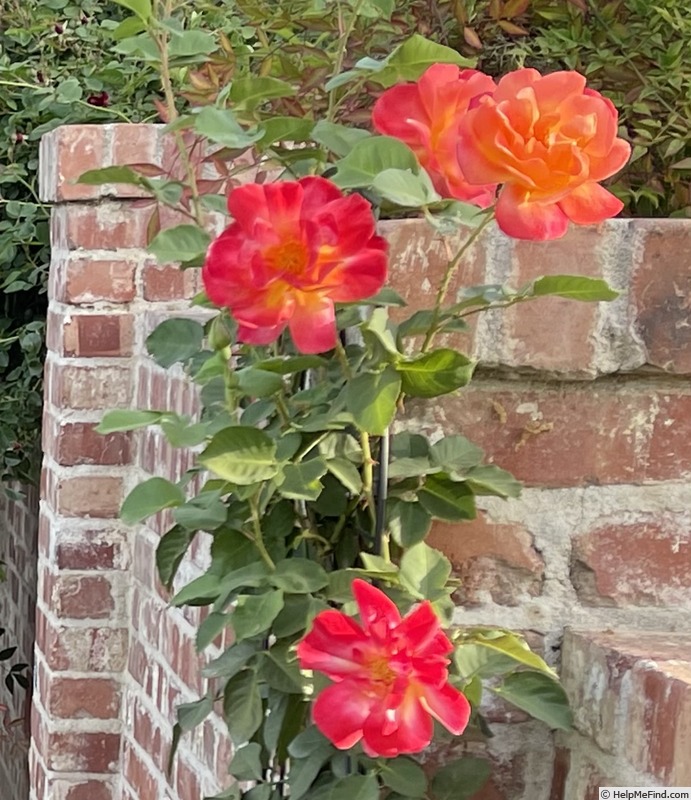 'Joseph's Coat' rose photo