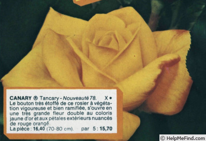 'Canary ® (hybrid tea, Tantau, 1976)' rose photo