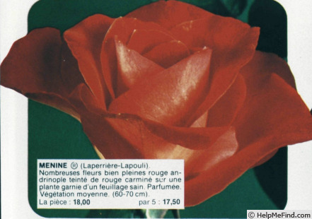 'Menine ®' rose photo