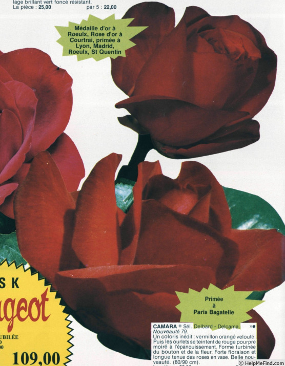 'Camara ®' rose photo