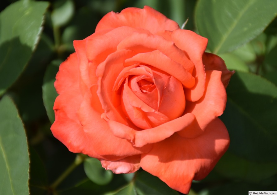 'Karen Julie' rose, click to enlarge 'Karen Julie' rose photo