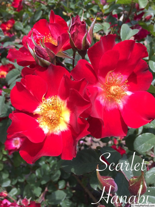 'Scarlet Hanabi' rose photo