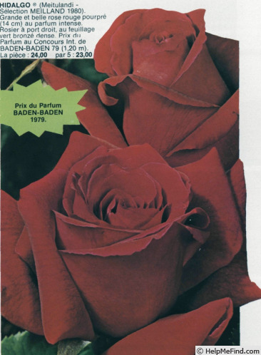 'Hidalgo®' rose photo