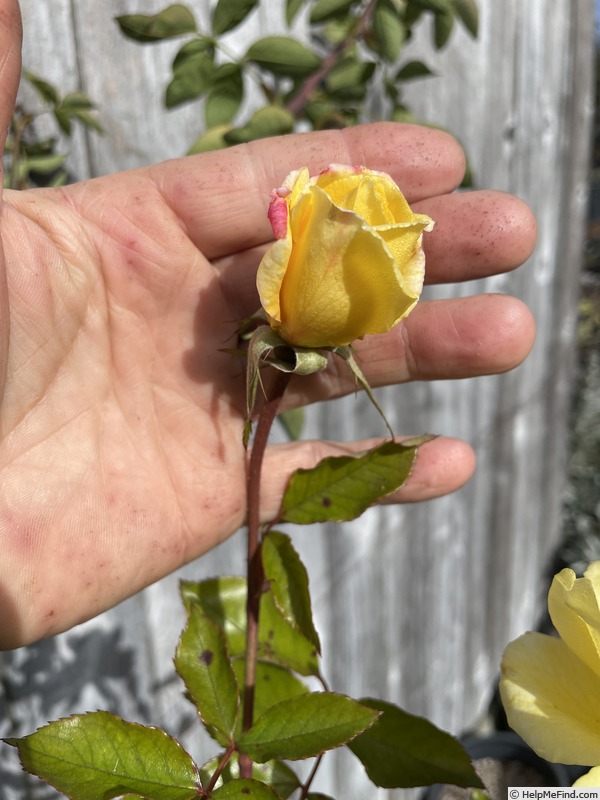 'Lucinde ®' rose photo