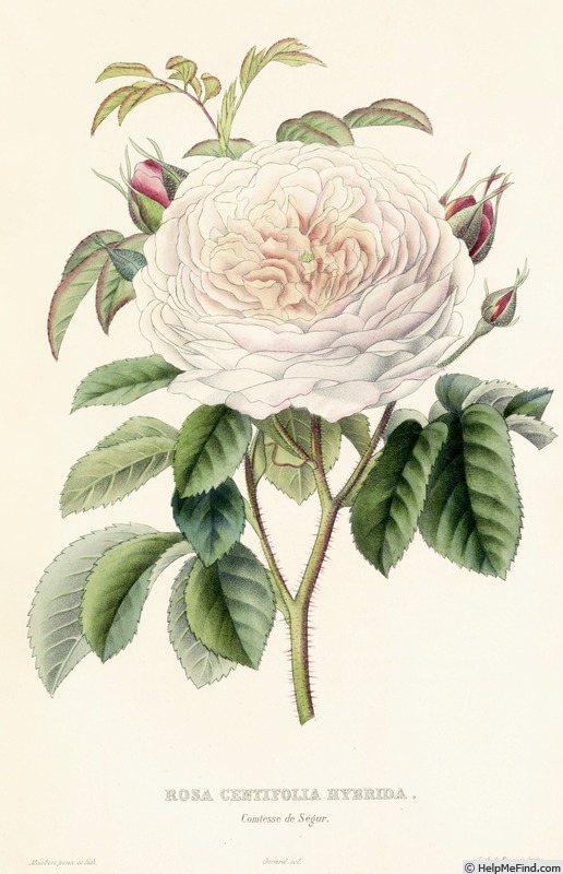 'Comtesse de Ségur (centifolia, Verdier, 1845)' rose photo