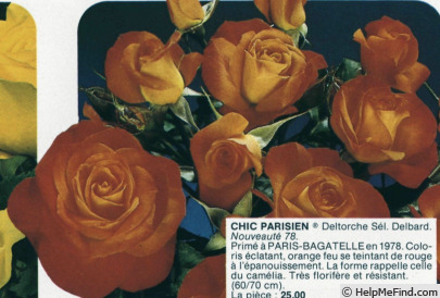 'Chic Parisien ® (floribunda, Delbard, 1978)' rose photo