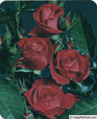 'Brasero ® (floribunda, Kordes, 1976)' rose photo
