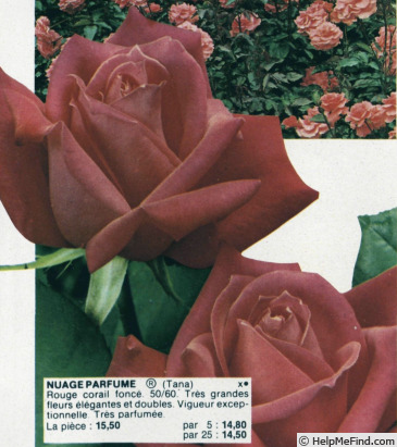 'Nuage Parfumé ®' rose photo