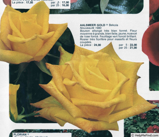 'Aalsmeer Gold ®' rose photo