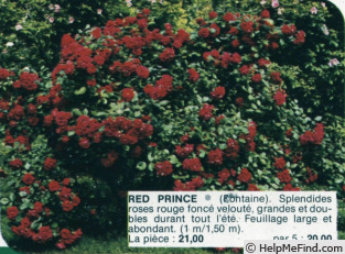 'Red Prince ®' rose, click to enlarge 'Red Prince ®' rose photo