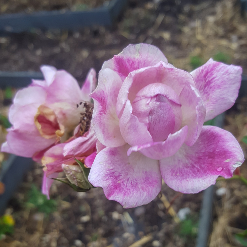 'Burgundy Ice' rose photo