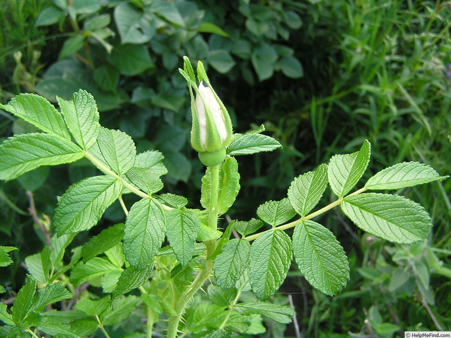 'Blanc Double de Coubert (Rugosa, Cochet-Cochet, 1892)' rose photo