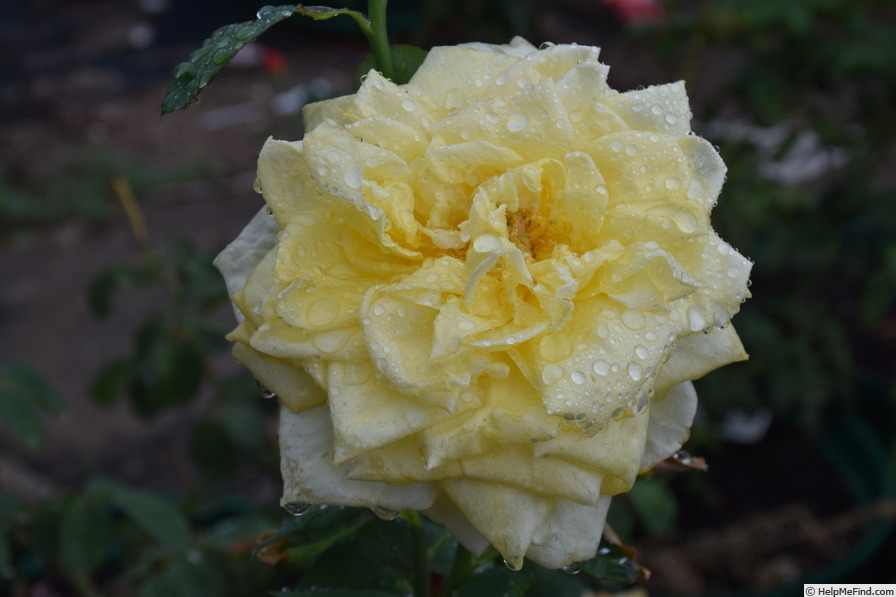 'Lemon Glow (hybrid tea, Schwartz, 1964)' rose photo
