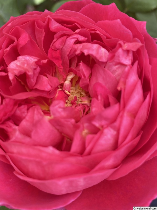 'Benjamin Britten' rose, click to enlarge 'Benjamin Britten' rose photo