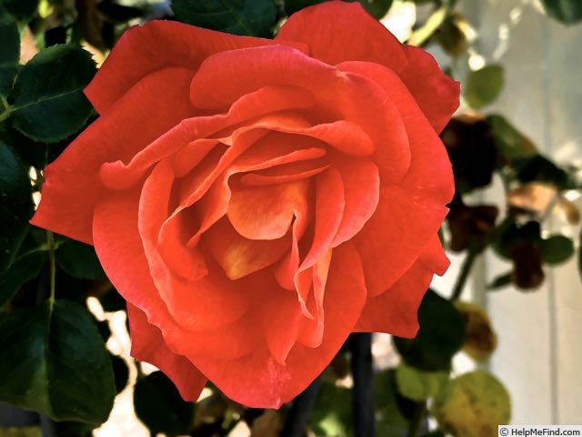 'Joseph's Coat' rose photo