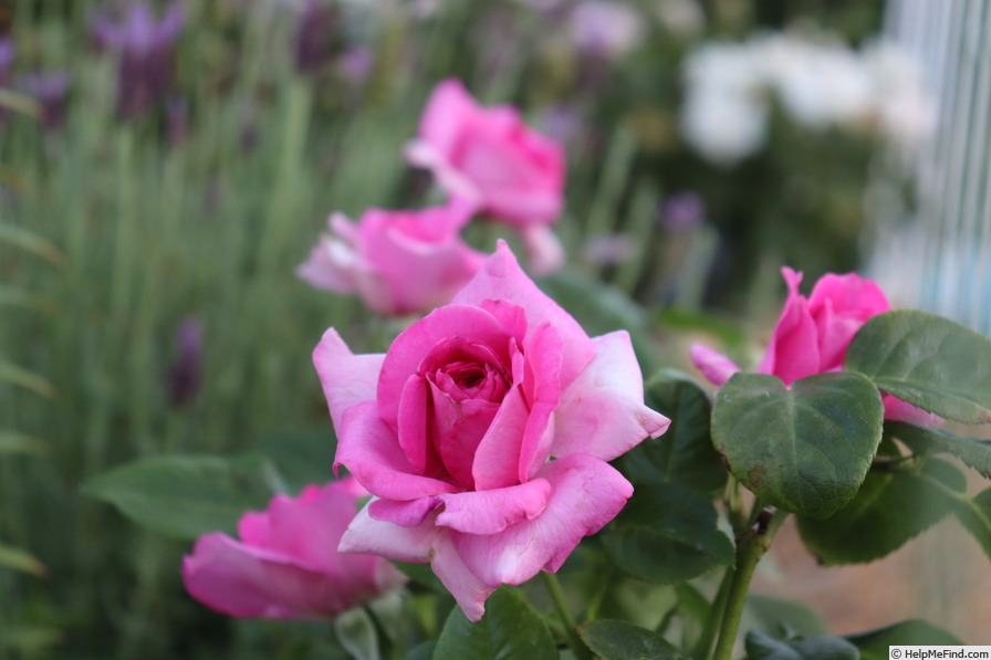 'Manou Meilland ®' rose photo
