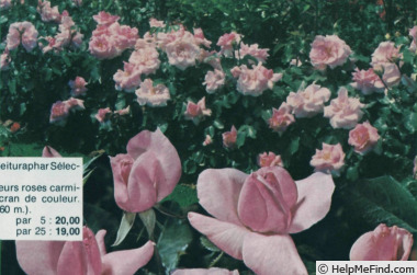 'Anne de Bretagne ® (shrub, Meilland, 1977)' rose photo