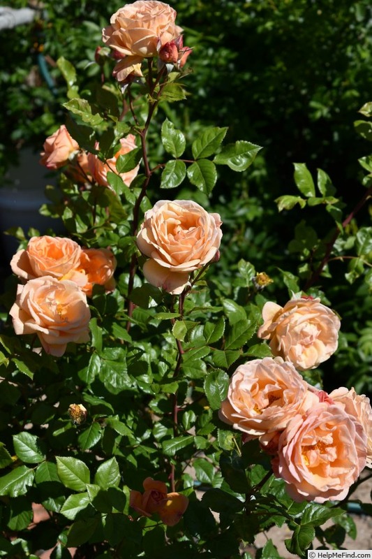 'Isabeau de Montreuil' rose photo