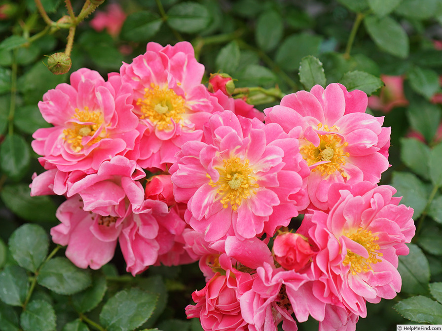 'Oso Easy Double Pink' rose photo