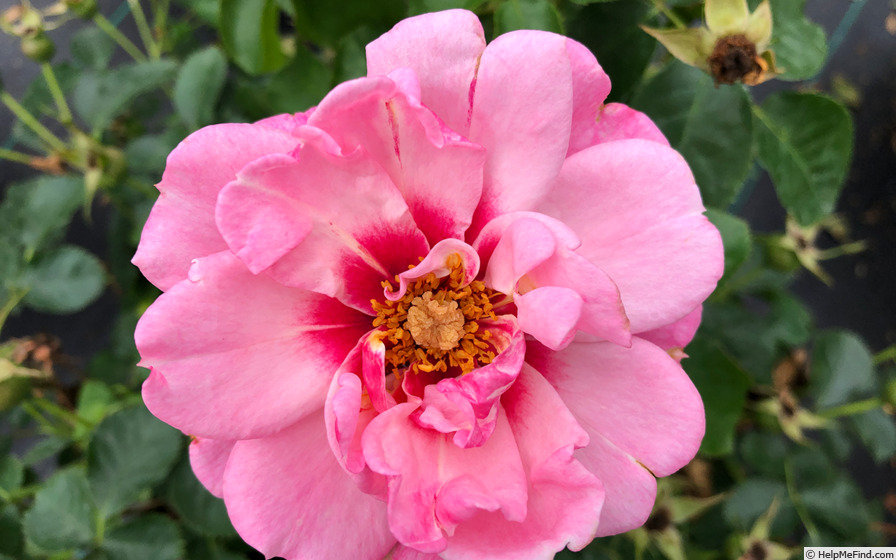 'CHEwdelight' rose photo