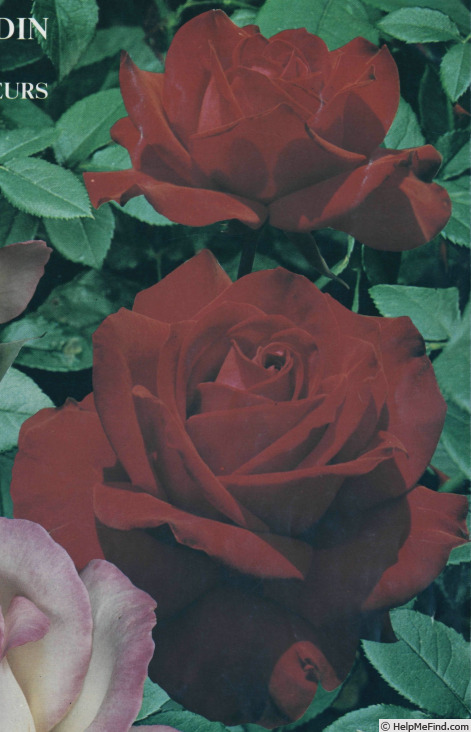 'Toque Rouge' rose photo
