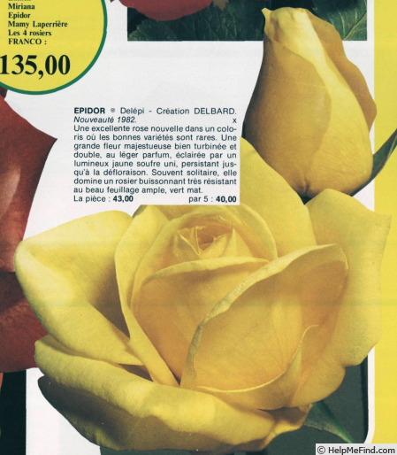 'Épidor ® (hybrid tea, Delbard 1981)' rose photo