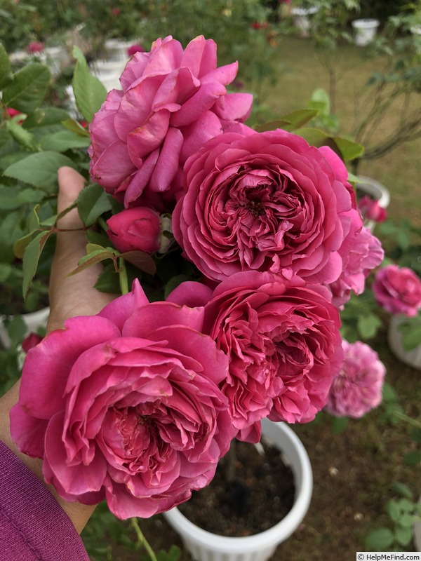'Capability (florists rose, Austin, 2016)' rose photo