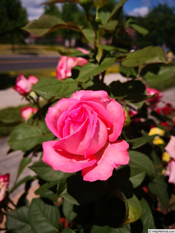'Canada Blooms' rose photo