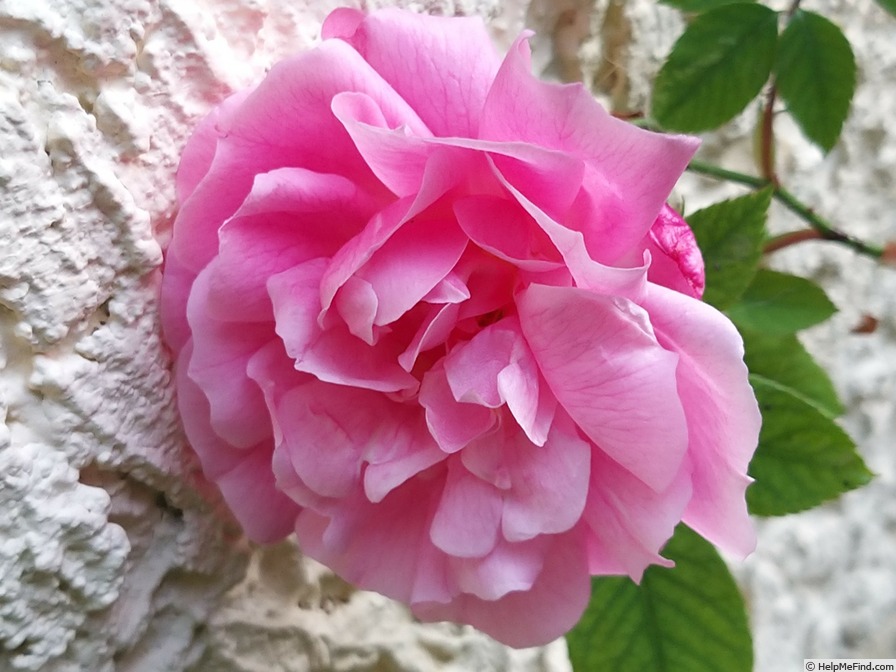 'Old Blush' rose photo