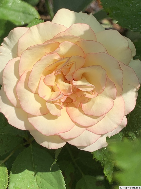 'Over the Edge' rose photo