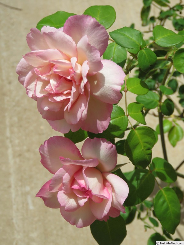 'Madame de Watteville' rose photo