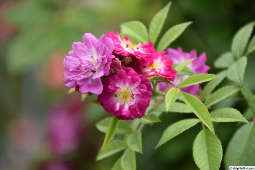 'Perennial Blue ®' rose photo