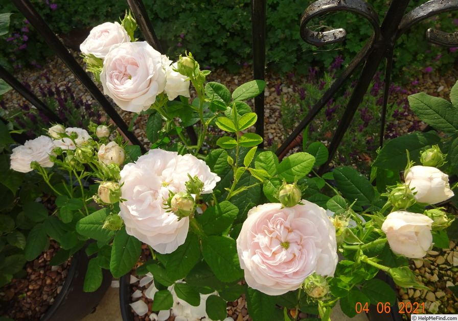 'Botzaris (damask, Robert, 1856)' rose photo