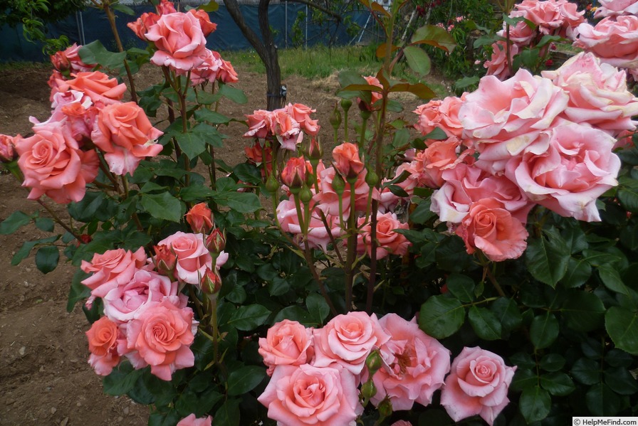 'Paris de Yves St. Laurent ™' rose photo