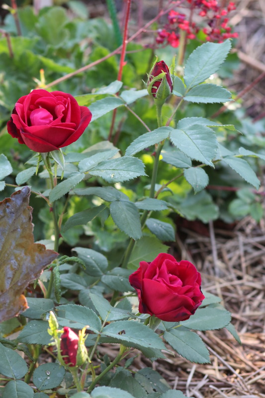 'Waldfee' rose photo