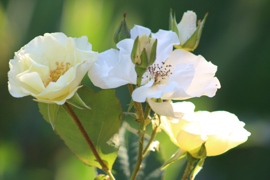 'Weisse aus Sparrieshoop' rose photo