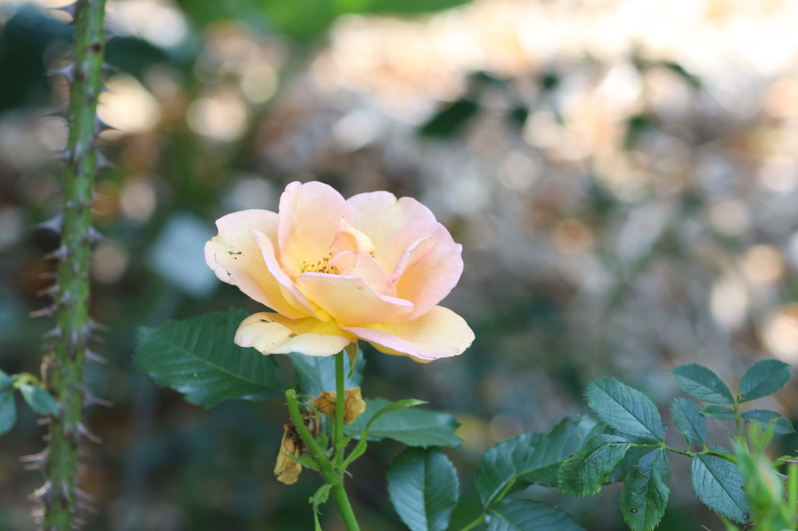 'Maigold' rose photo