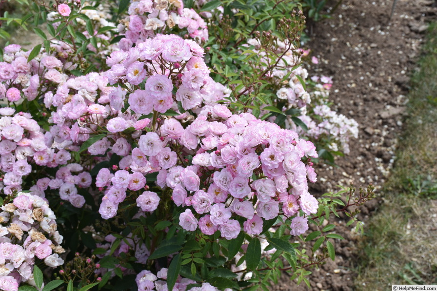'Heavenly Pink ® (Hybrid Musk, Lens 1997)' rose photo