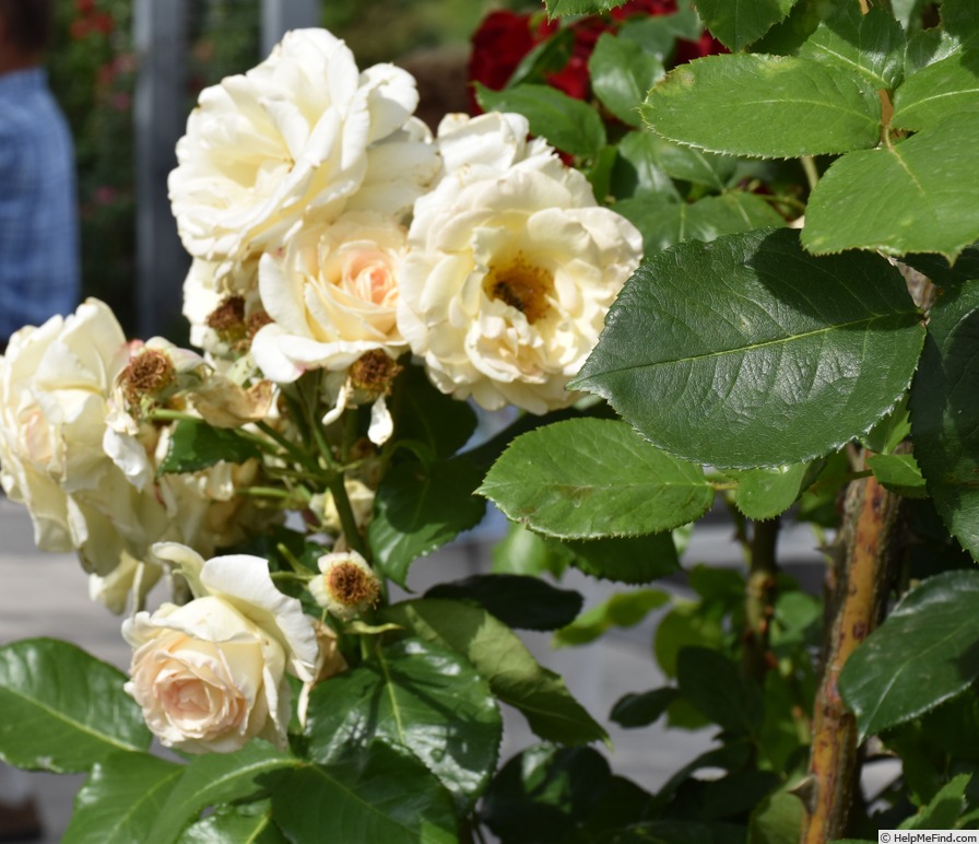 'Schneewalzer (climber, Evers/Tantau, 1987)' rose photo