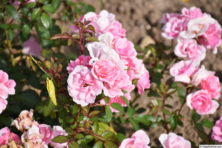 'Schöne Dortmunderin ®' rose photo