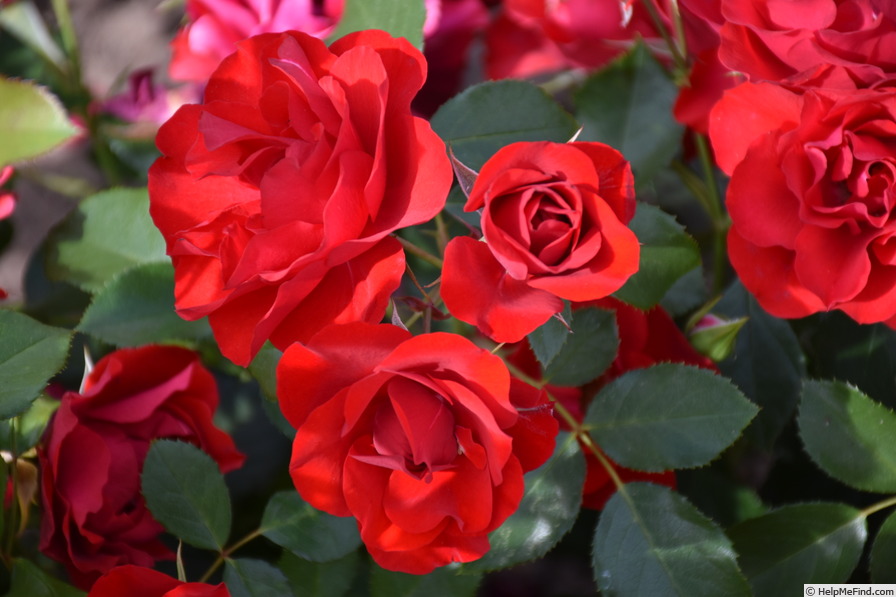 'Black Forest Rose ®' rose photo