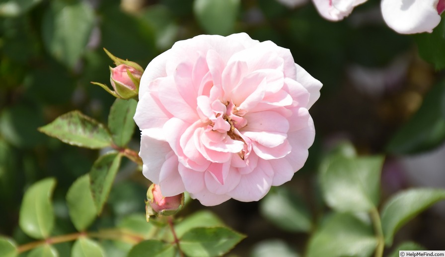 'Dortmunder Kaiserhain ®' rose photo